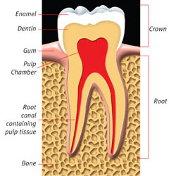 Healthy tooth